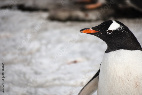 Penguin up Close