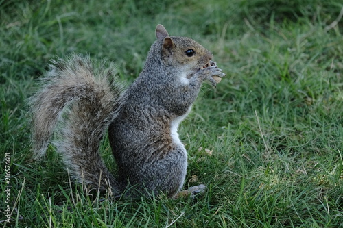 Squirrel © Robert