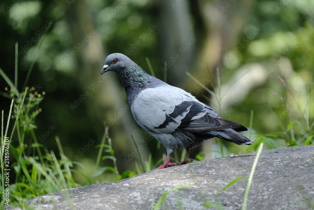 Obraz premium Pigeon