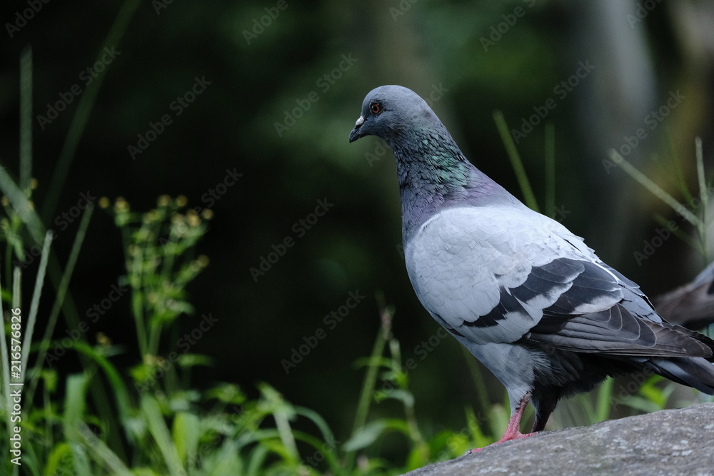 Obraz premium Pigeon