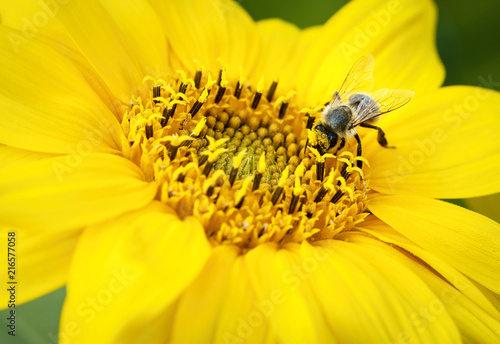 Bee on small yellow flowers blooms sunflowers