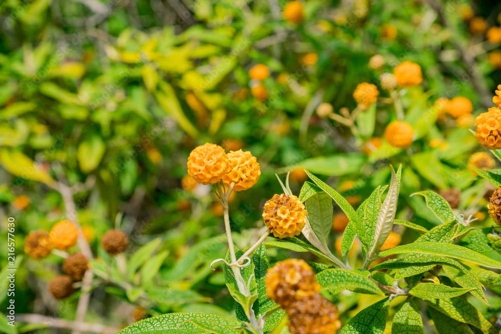 The beautiful Buddleja globosa flower blossom The beautiful Buddleja globosa flower blossom