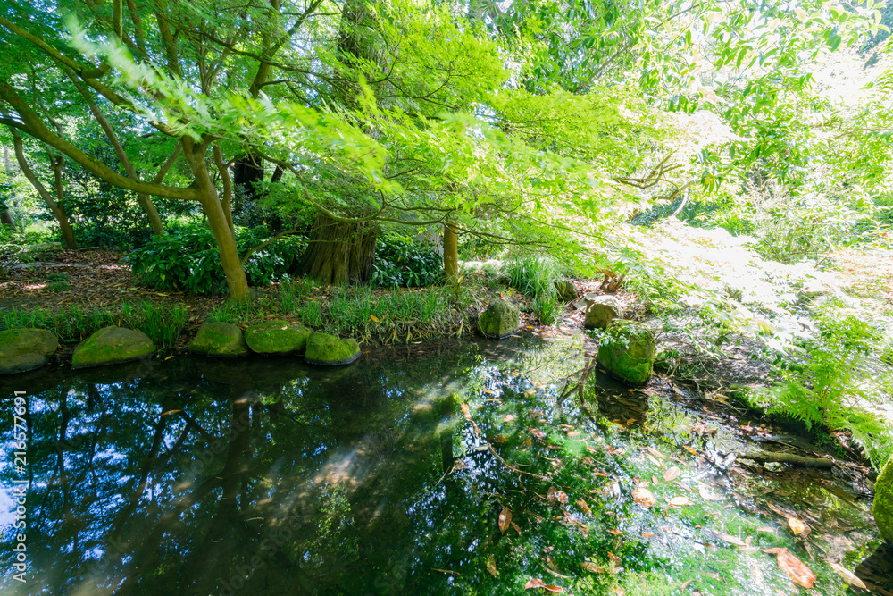 Nature scene with beautiful reflection in the San Francisco Botanical Garden Nature scene with beautiful reflection in the San Francisco Botanical Garden
