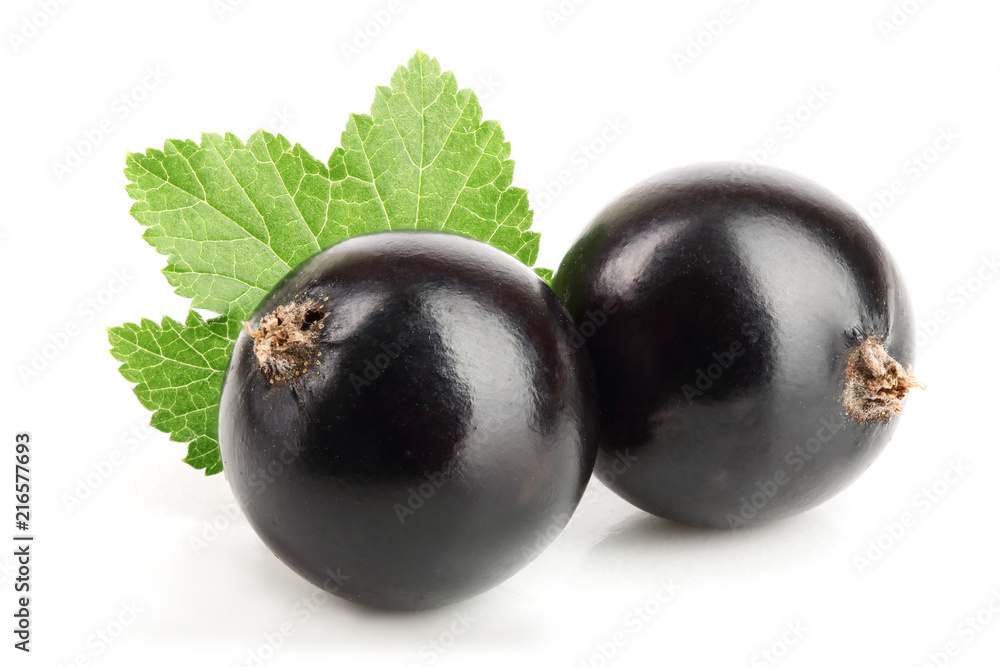 two black currant with leaf isolated on white background two black currant with leaf isolated on white background