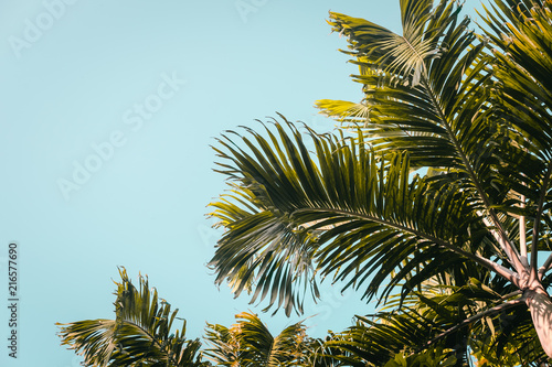 Green palm trees against clear blue sky. Minimal. Copyspace