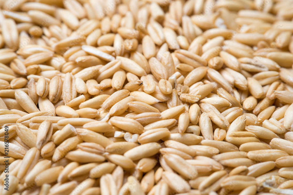 close up to oat grains close up to oat grains