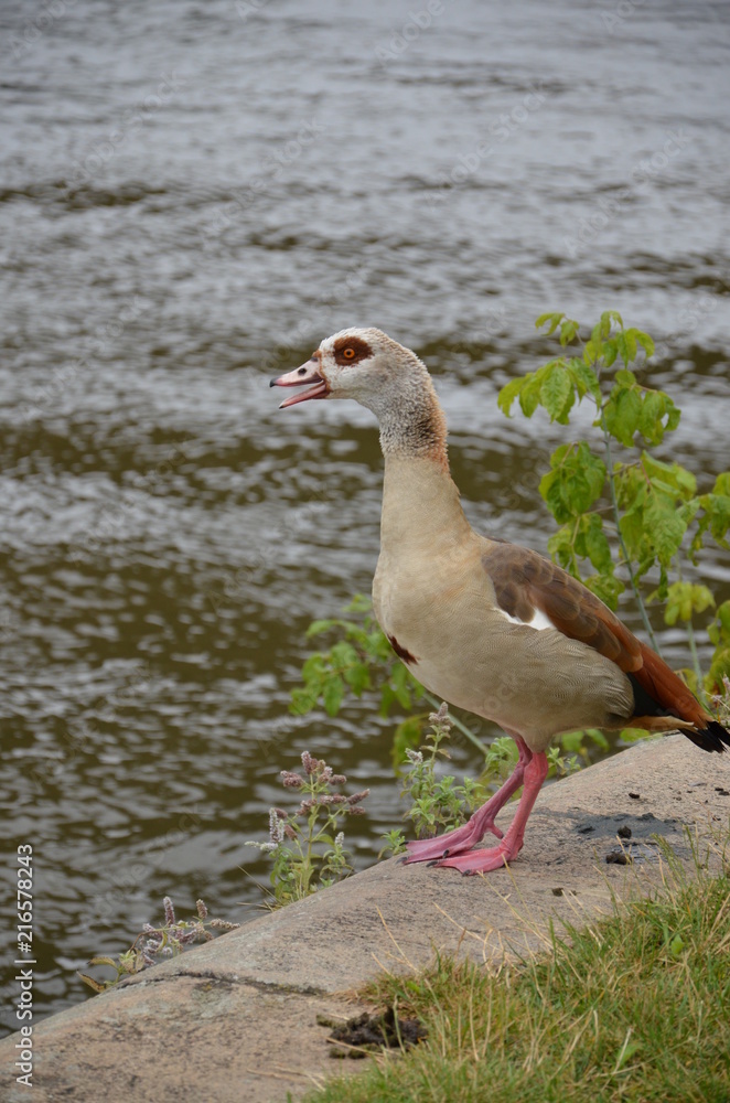 Young duck walking at river Main Young duck walking at river Main