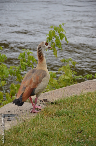 Young duck walking at river Main photo