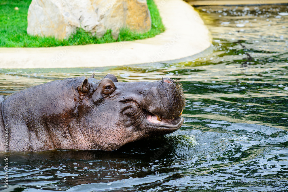 Fototapeta premium Hippo opening jaws. Head closeup.