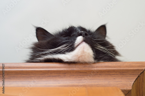 Portrait of a cat lying on a shelf