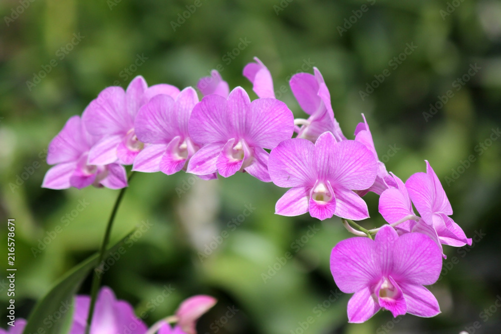 beautiful purple orchid flower