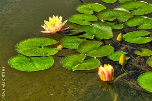 Fényképezés Lily Pond Flower blooms