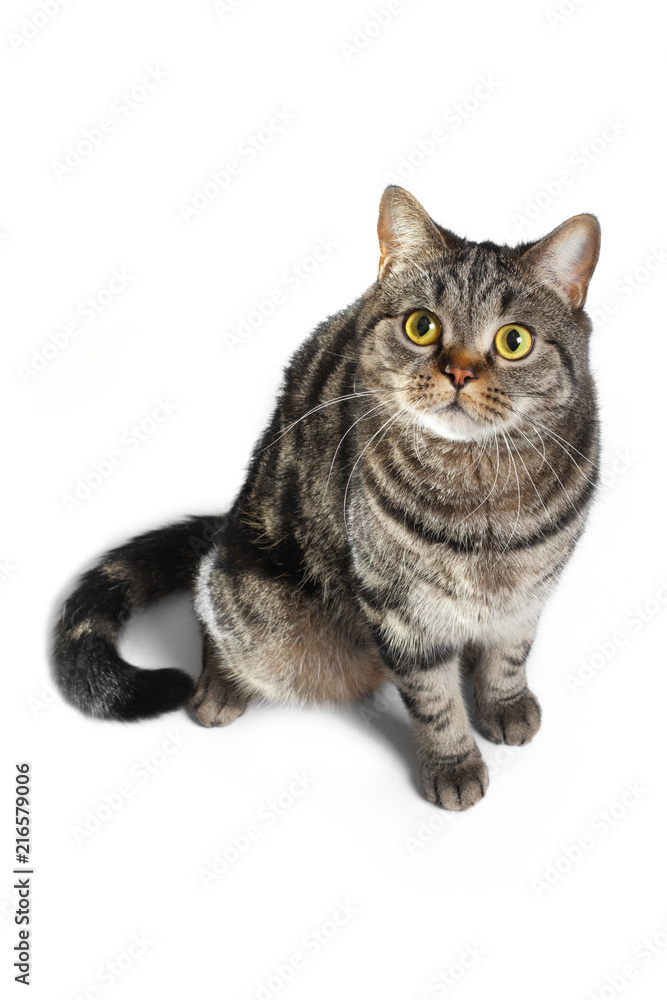 Brown tabby cat's portrait, isolated on white background