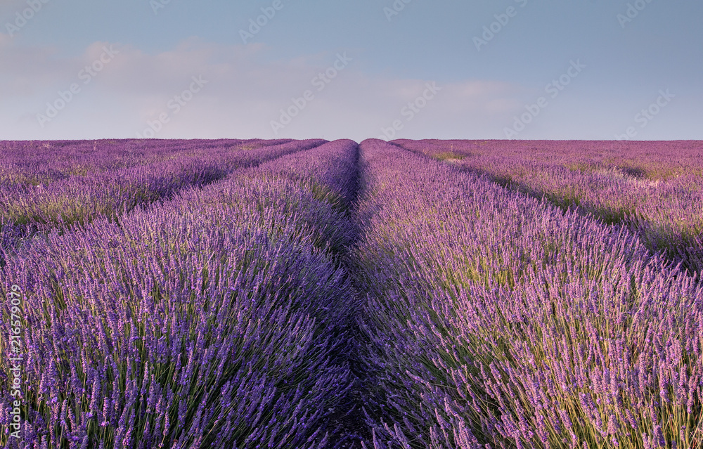 Lavender rows in a field