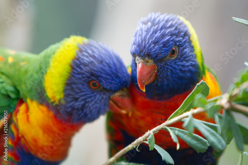 Pair of Brightly Colored Rainbow Lorikeets