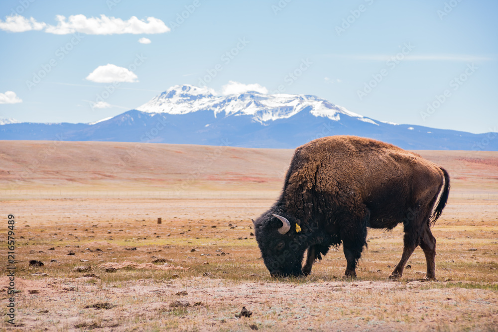 Single Bison eating grass on the field, with snowy mountain as background