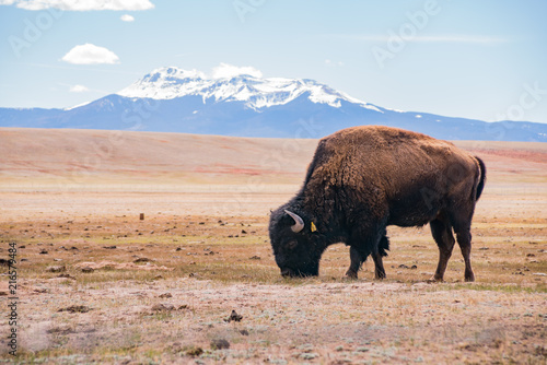 Single Bison eating grass on the field, with snowy mountain as background photo