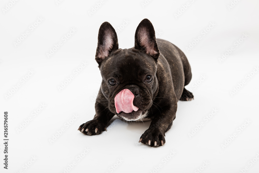 French bulldog isolated