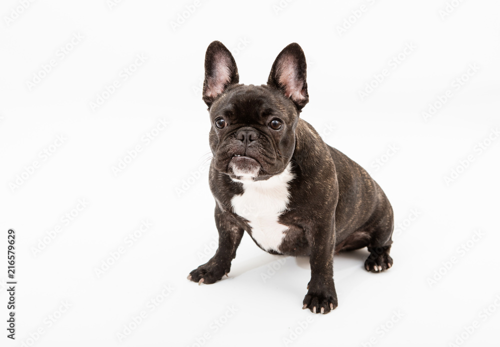 French bulldog isolated