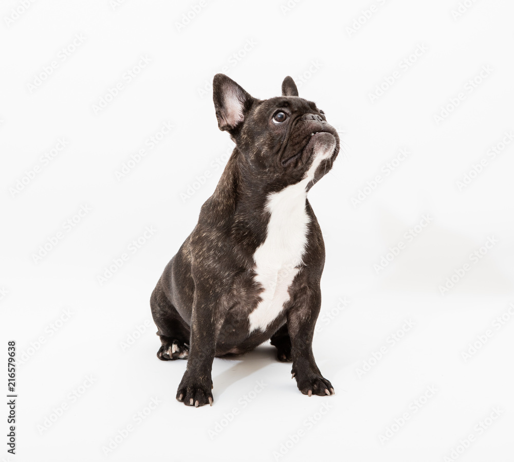 French BUlldog portrait on white background