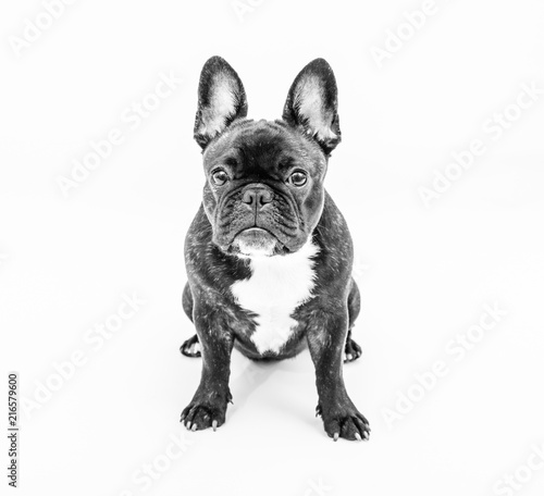 French bulldog portrait  © Studio13lights