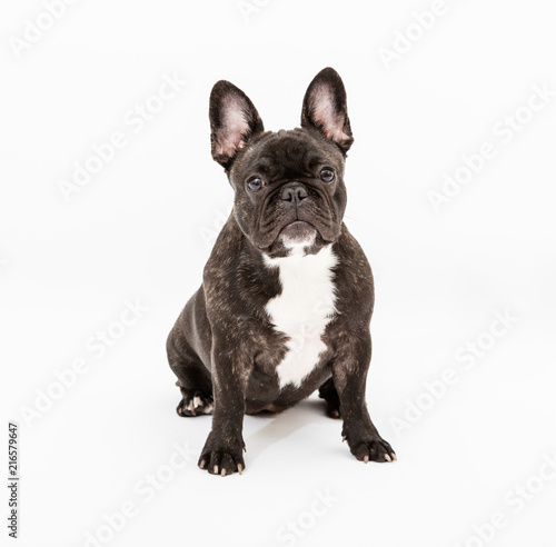 French BUlldog portrait on white background © Studio13lights