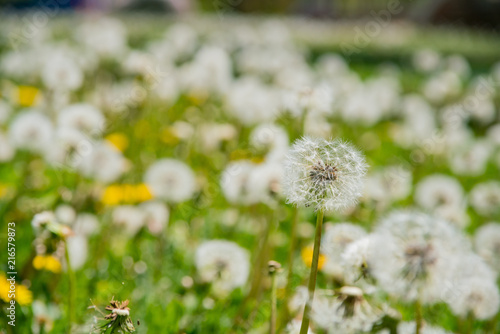 Beautiful close up shot of Taraxacum