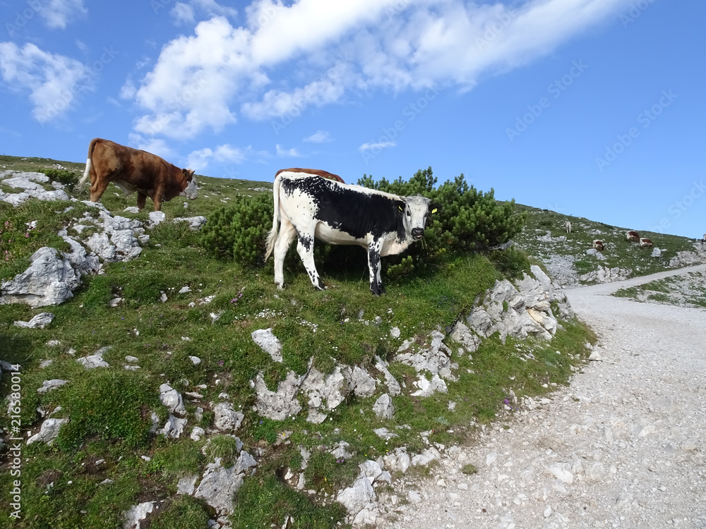 Fototapeta premium Rinder auf der Alm