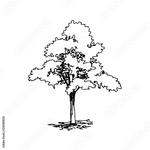 Hand drawn architect tree, vector sketch, architectural illustration
