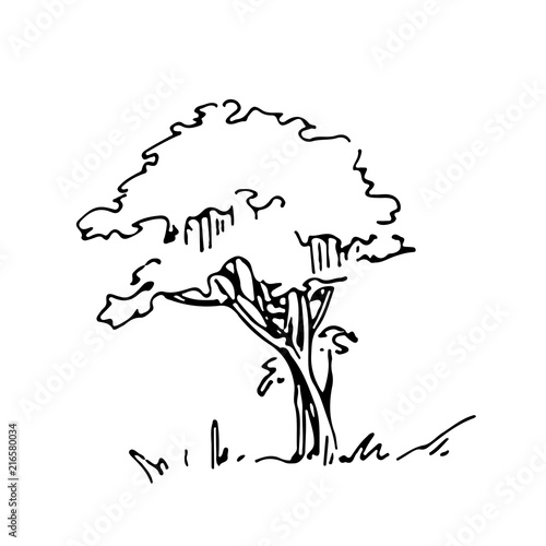 Hand drawn architect tree, vector sketch, architectural illustration