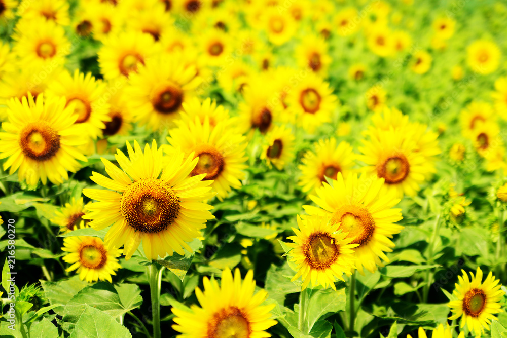 many sunfolwers many sunfolwers