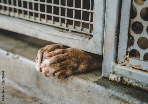 Murais de parede Dog's paws sticking through shelter kennel