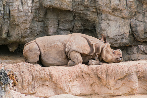 Close up shot of a cute Rhinos