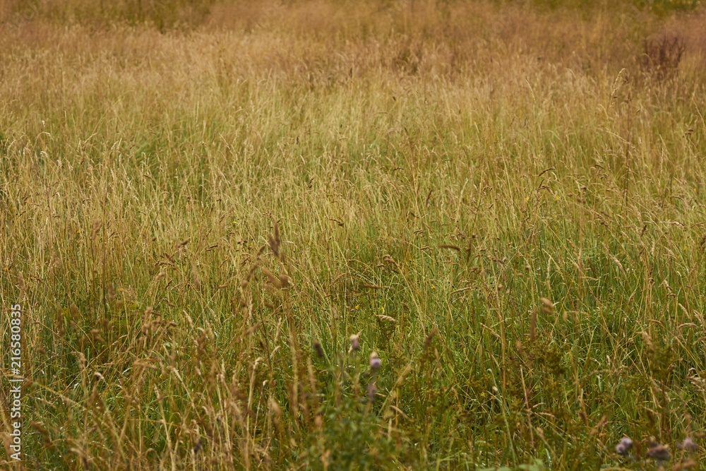 A field of grass in summer, Lake District National Park, Grange, Cumbria, England. A field of grass in summer, Lake District National Park, Grange, Cumbria, England.