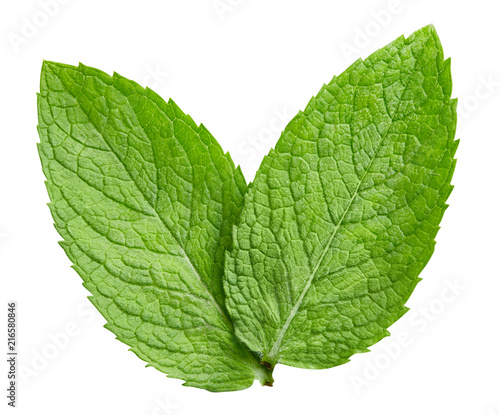 mint leaves isolated