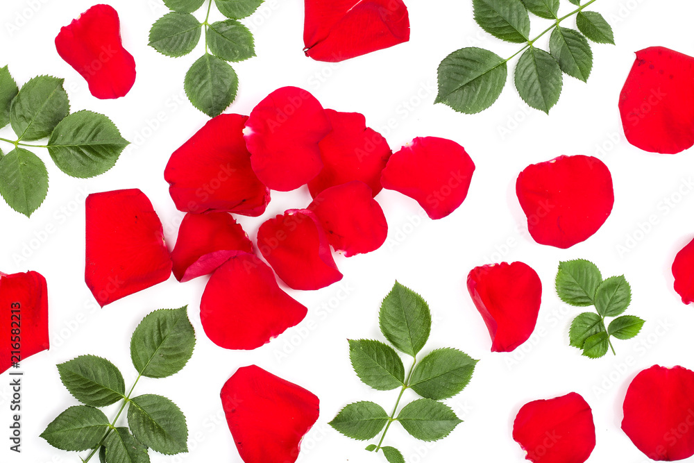 petals of beautiful red rose with leaves isolated on white background. Top view. Flat lay pattern petals of beautiful red rose with leaves isolated on white background. Top view. Flat lay pattern