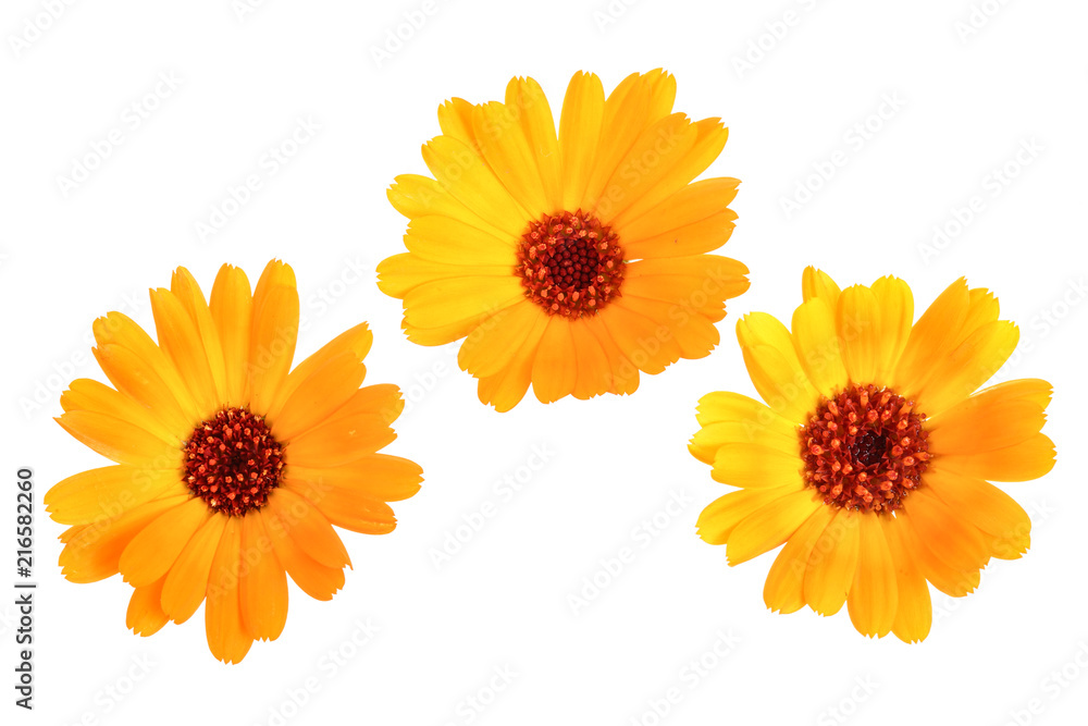 Calendula. Marigold flower isolated on white background - obrazy, fototapety, plakaty 