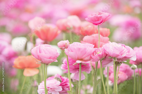 Obraz na plátně Photograph of a field of ranunculus in shades of pink