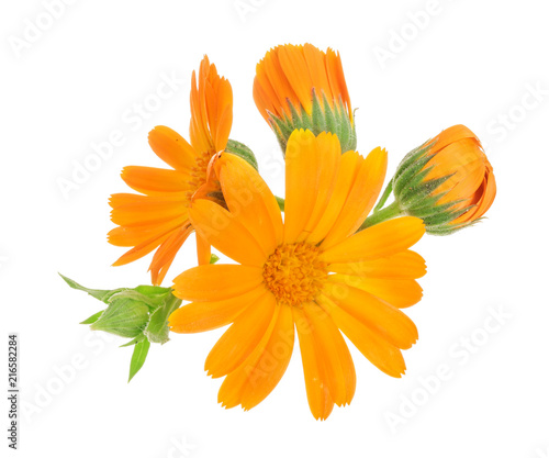 Calendula. Marigold flower isolated on white background