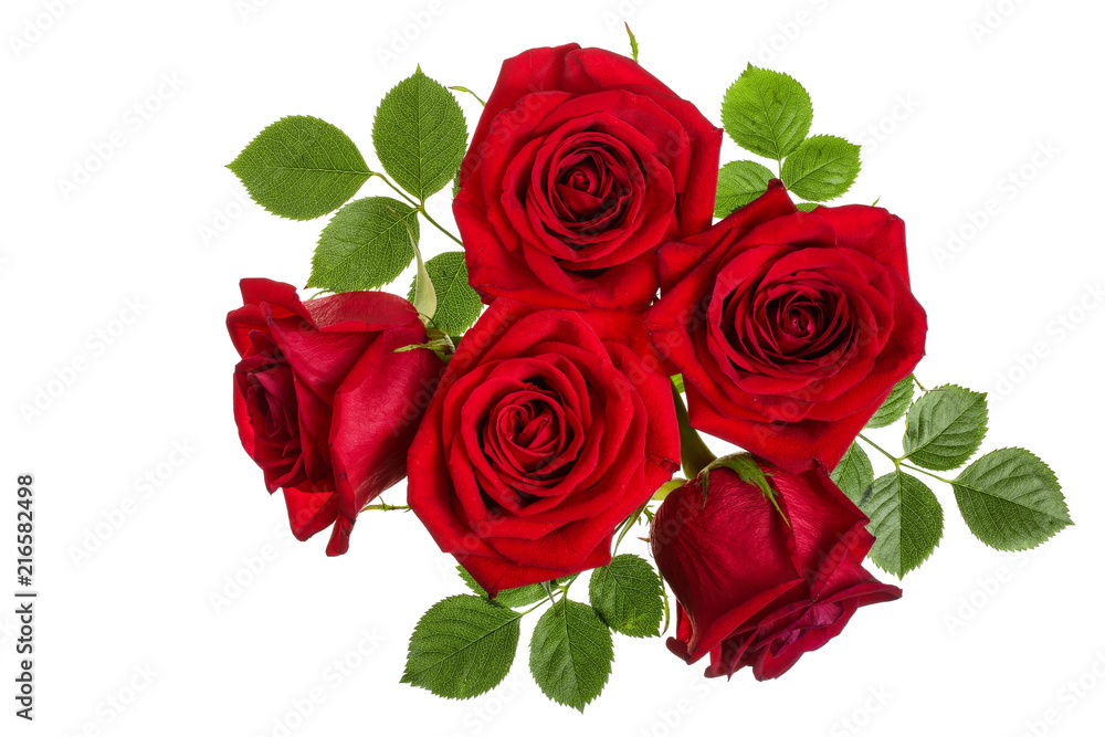 beautiful red rose isolated on white background beautiful red rose isolated on white background