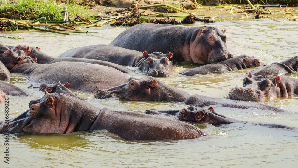 Hippos in Lake George, Queen Elizabeth National Park, Kyambura Game Reserve, Uganda, Africa Hippos in Lake George, Queen Elizabeth National Park, Kyambura Game Reserve, Uganda, Africa