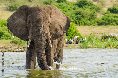 Photography Elephant standing in Lake George in Queen Elizabeth National Park, Uganda