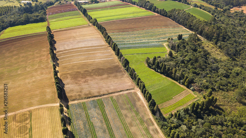 Quadro em tela agronegócio plantação