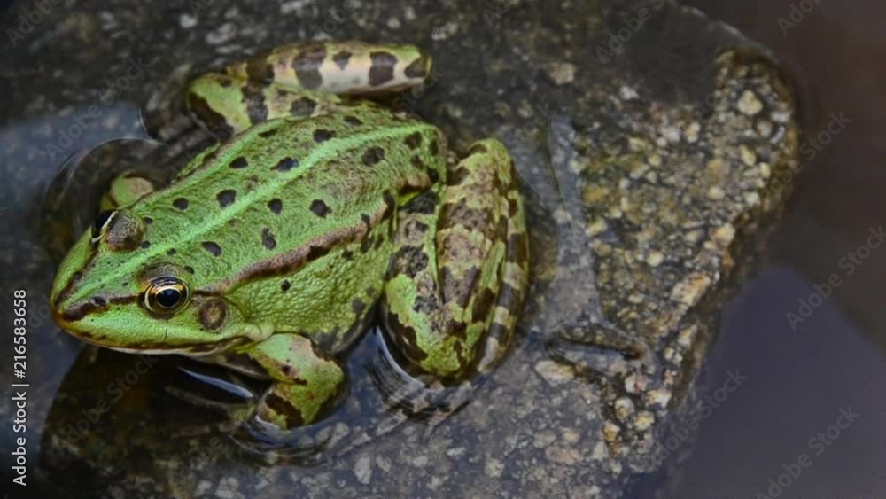 Pelophylax ridibundus, marsh frog, frog sitting on a rock Pelophylax ridibundus, marsh frog, frog sitting on a rock