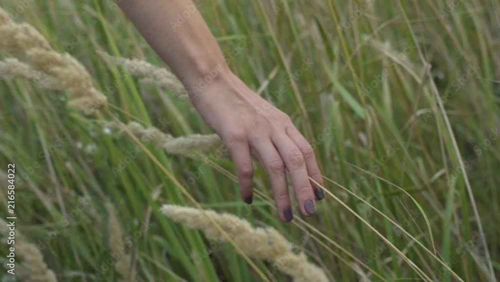 A woman's hand spends through dry high grass and flowers in summer in a field at sunset, slow motion close-up shot. A woman's hand spends through dry high grass and flowers in summer in a field at sunset, slow motion close-up shot.