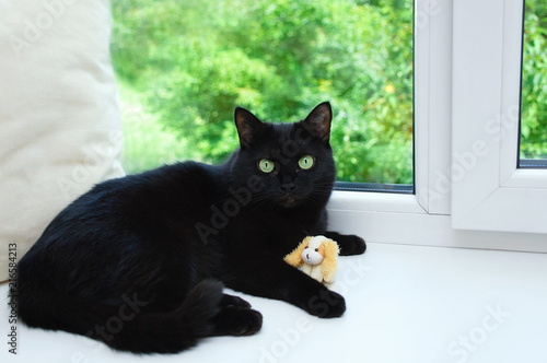 A black cat is lying on a window sill near a window with a soft toy.