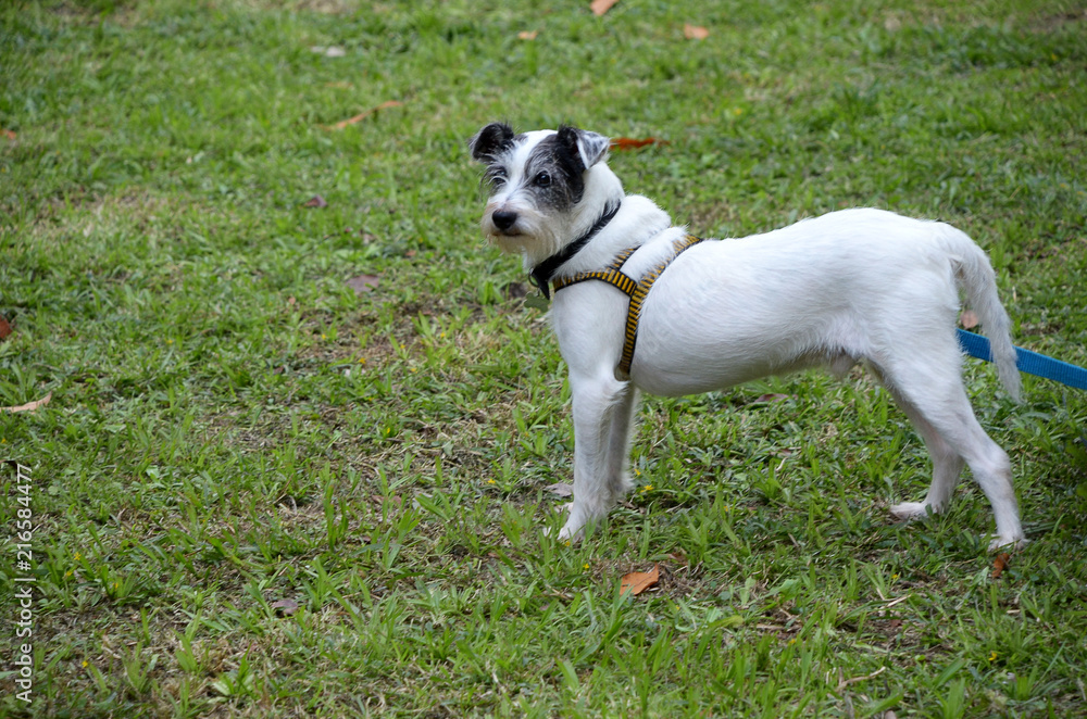 A beautiful white dog standing on the grass A beautiful white dog standing on the grass