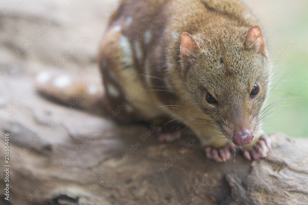Tiger Quoll or Spotted Quoll Tiger Quoll or Spotted Quoll