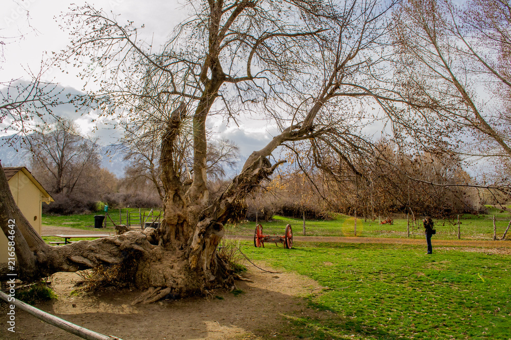 Fototapeta premium tree on old farm