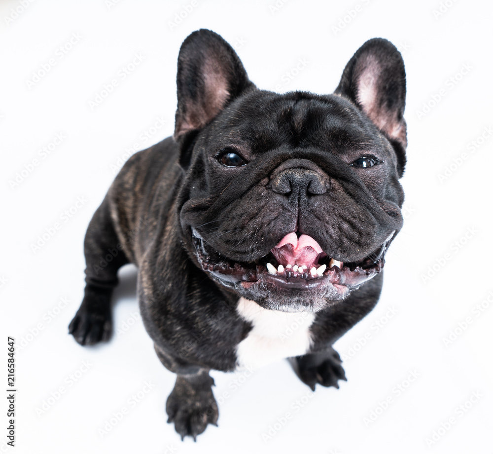 French bulldog on white background